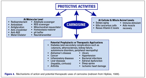 L-Carnosine BENEFITS L-Carnosine BENEFITS
